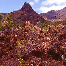 Lava Vegetation