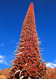 Red Taginaste in the Canadas of Tenerife