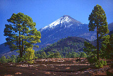 Pineforest with snowcovered Teide