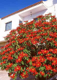 Red Christmas stars poinsettia