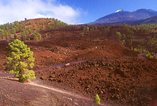 Hiking in the pineforest and volcano area of Tenerife