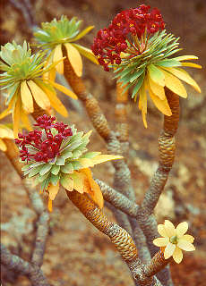 Mountain vegetation