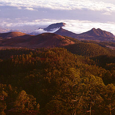 Pineforest region Cumbre Dorsal