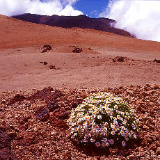 Wild marguerites growing in the young lava on Montana Blanca