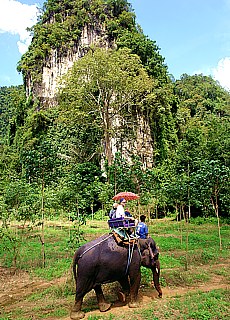 Elephant riding in Krabi