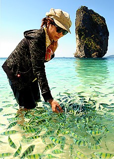 hungry tropique fishes on the beach of Poda Island