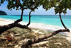 Lizards on the beach of Ko Rock Island