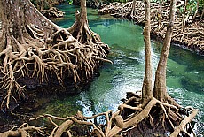 Mangrove forest