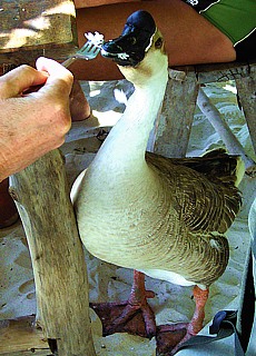 Thaifood begging goose