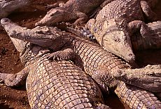 Giant Nile crocodiles in Cocodrilo Park