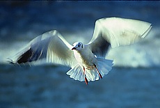 Seagull in flight