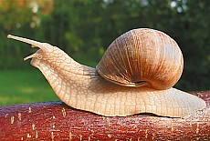 Grapevine snail