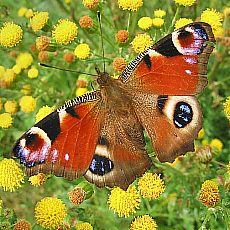 Pfauenauge butterfly