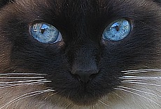 Ragdoll cat lady Maggie, seal-mitted