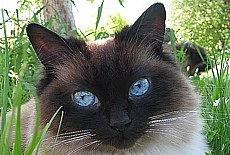 Ragdoll cat lady Maggie, seal-mitted