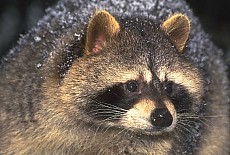 Raccoon