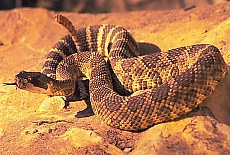 Rattlesnake