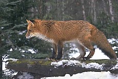 Fox in the forest