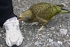 Provoking Kea parrot near Fox glacier