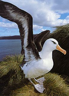 Albatross bird near Oamaru