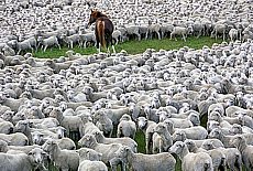 Respect against sheeps