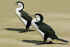 Cormorants in the Torrent Bay