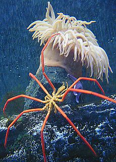 Sea spider