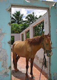 There stands a horse on the corridor