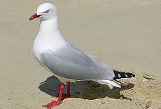 Seagull on the beach