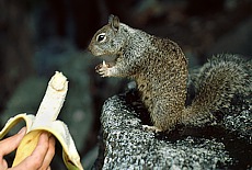 Squirrel in Monument Valley