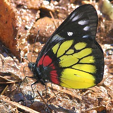 beautiful butterfly