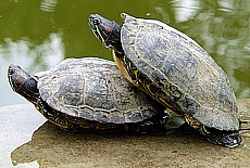Turtle true Love or rear-end collision accident