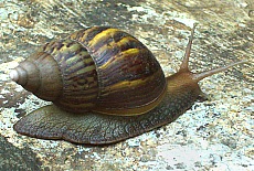 Burmese escargot