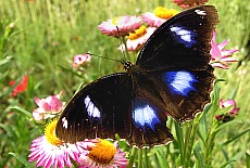Burmese butterfly