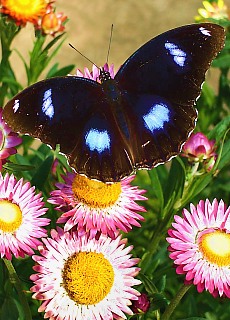Beautiful burmese butterfly