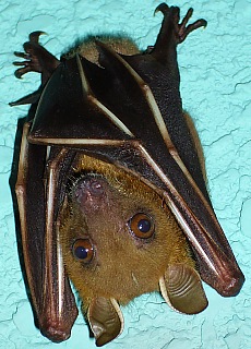 Burmese fruitbat, flying fox