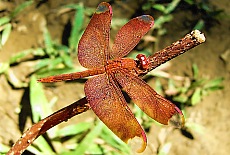 Burmese dragonfly