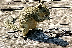 Burmese squirrel