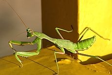 Mantis near river Nile