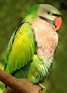 Parrot in Pyin Oo Lwin