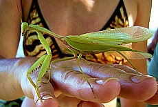 Mantis living on the beach