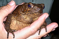 Frog at evening meal in Jungle Lodge