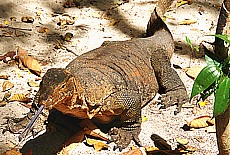 Giant lizard on the beach of Ko Rock Island