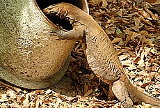 Snoopy lizard
