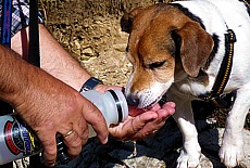 My dog Linux is thirsty from hiking