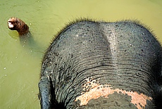 Elephant enjoying his daily bath in the river