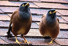 Always together - nice birds on Ko Ngai Island