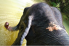 Elephant trekking in jungle