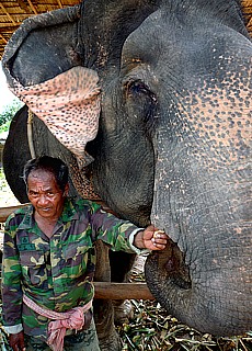 Elephant Trekking in the jungle