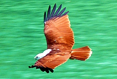 Sea eagle flying above Tup Island
